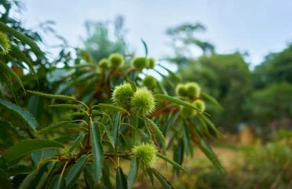 فوائد زيت الخروع