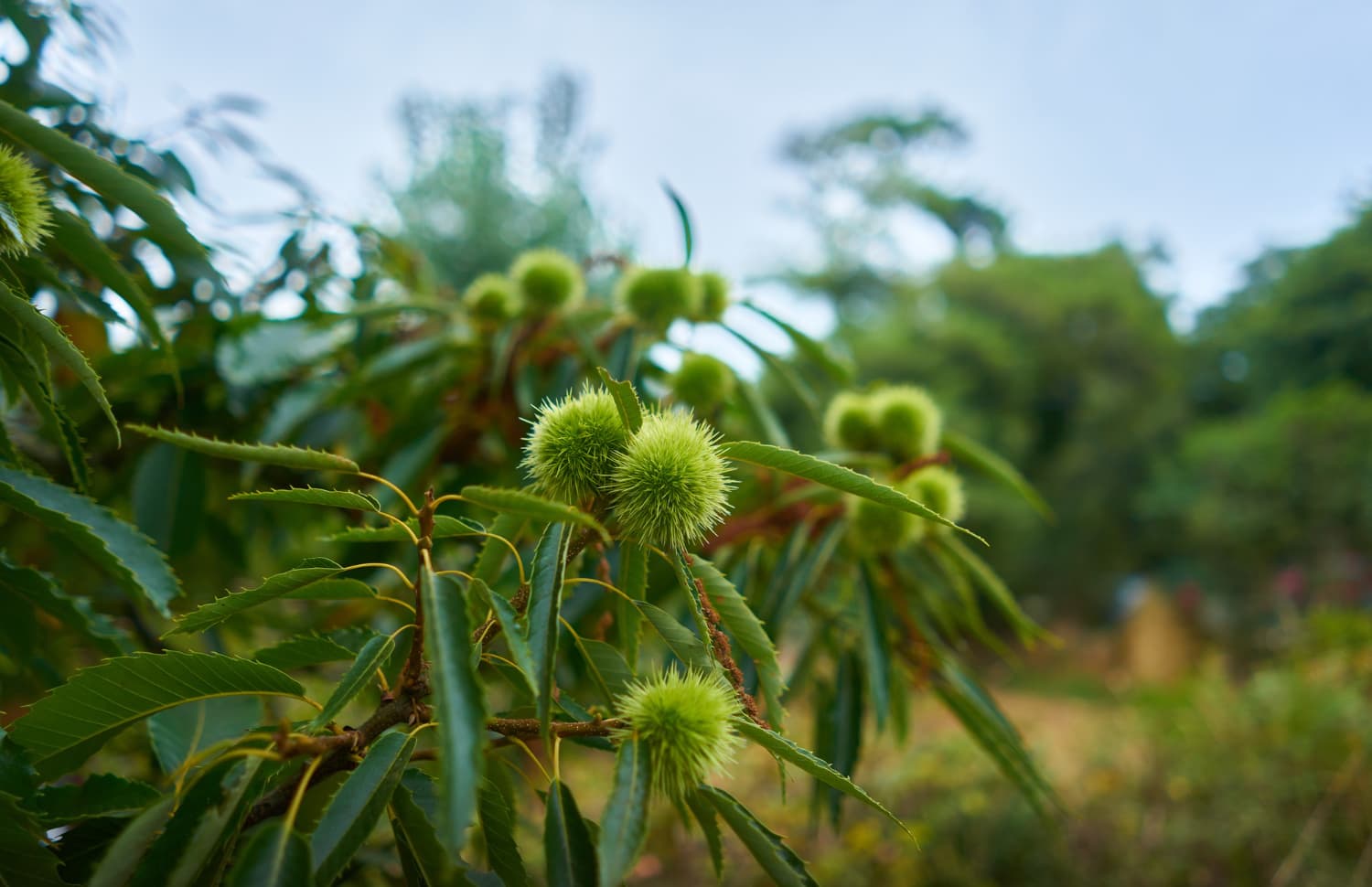 فوائد زيت الخروع